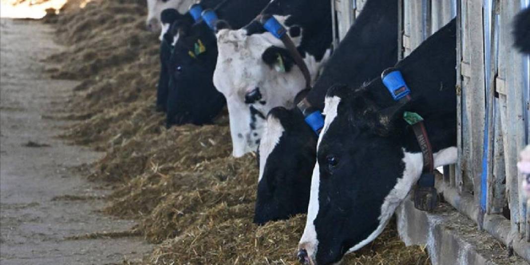 3 ayrı hibe aldı küçük işletmeyi modern tesise dönüştürdü: Şimdi 160 inekten günde 4 ton üretime ulaştı! 4